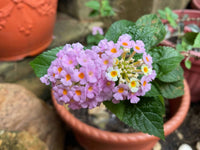 Wandelröschen Blumensamen zur Aussaat – leuchtend Blüten – Traditionssorte & ohne Gentechnik Samen Hausgarten