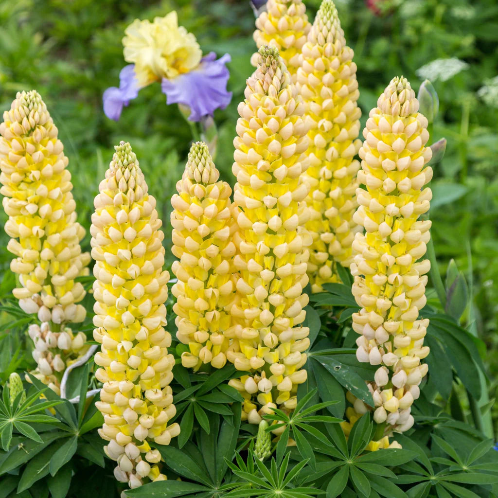 hell Gelb Lupine Blumensamen zur Aussaat sonnenliebend Traditionssorte & ohne Gentechnik Samen Hausgarten
