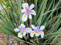 Iridioides Blumensamen zur Aussaat Bestäuber freundlich Traditionssorte & ohne Gentechnik Samen Hausgarten