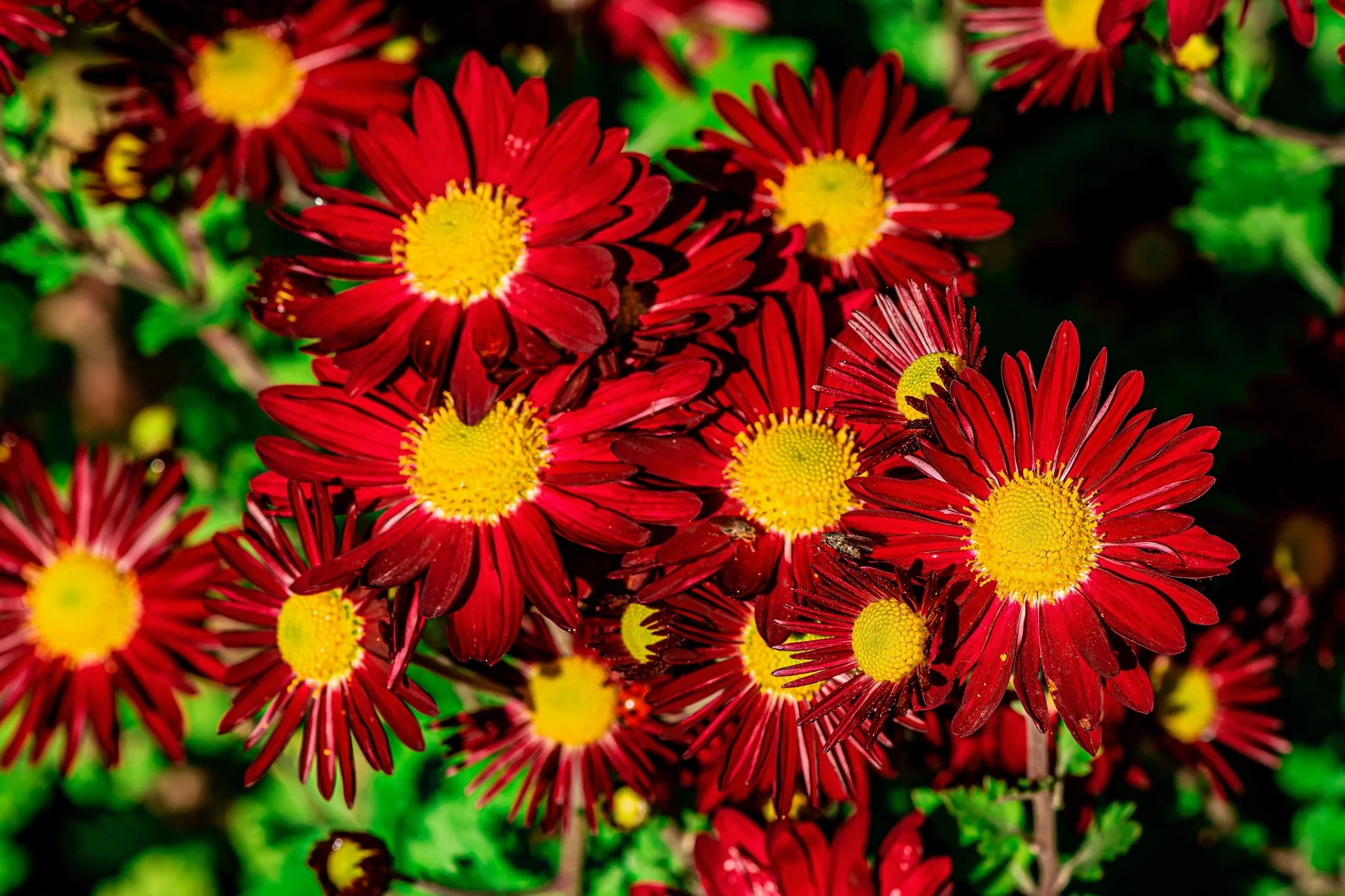 Chrysantheme Robinson Blumensamen zur Aussaat Anzucht Traditionssorte & ohne Gentechnik Samen Hausgarten