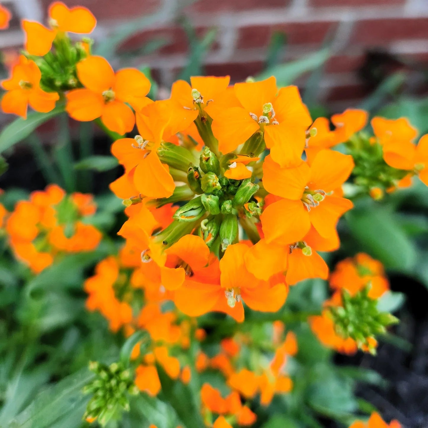 Gelb Orange Erysimum Blumensamen zur Aussaat Landhaus Garten wichtig Traditionssorte & ohne Gentechnik Samen Hausgarten