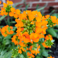 Gelb Orange Erysimum Blumensamen zur Aussaat Landhaus Garten wichtig Traditionssorte & ohne Gentechnik Samen Hausgarten