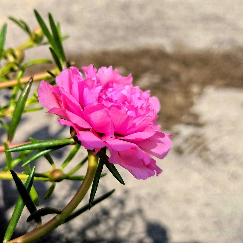 Rosa mossrose blume samen for anpflanzung drought tolerant heirloom & gmo free samen for home garten
sale samen for home garten anpflanzung