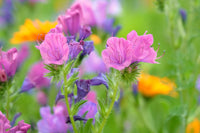 Rosa Rose Bedder Blumensamen zur Aussaat – Garten beliebt – Traditionssorte & ohne Gentechnik Samen Hausgarten