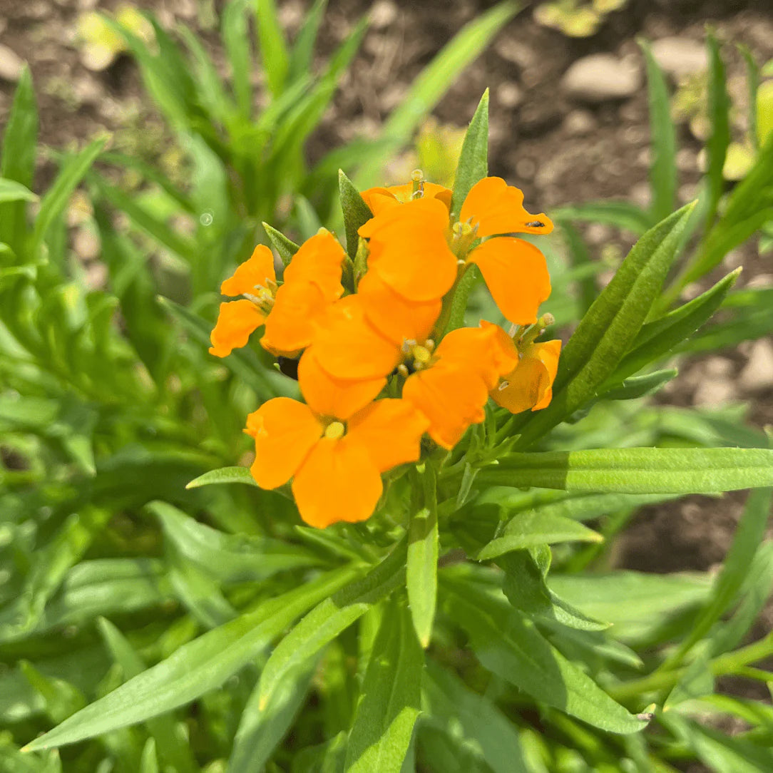 Orange Siberian WallFlower Samen zur Aussaat – Wildblume Mischung – Traditionssorte & ohne Gentechnik Samen Hausgarten