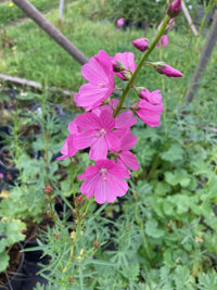 Rosa Checkerbloom Blumensamen zur Aussaat – Landhaus Garten wichtig – Traditionssorte & ohne Gentechnik Samen Hausgarten
