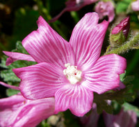 Rosa Checkerbloom Blumensamen zur Aussaat – Landhaus Garten wichtig – Traditionssorte & ohne Gentechnik Samen Hausgarten