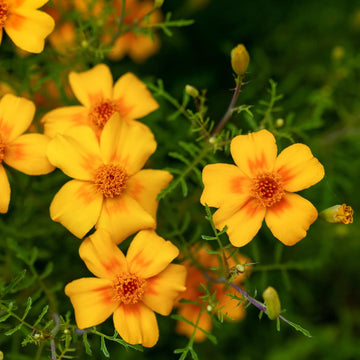 Gelb Signet Studentenblume Blumensamen zur Aussaat – kompakt Wuchs – Traditionssorte & ohne Gentechnik Samen Hausgarten