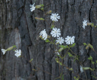 Weiß Catchfly Blumensamen zur Aussaat – Drought verträglich – Traditionssorte & ohne Gentechnik Samen Hausgarten