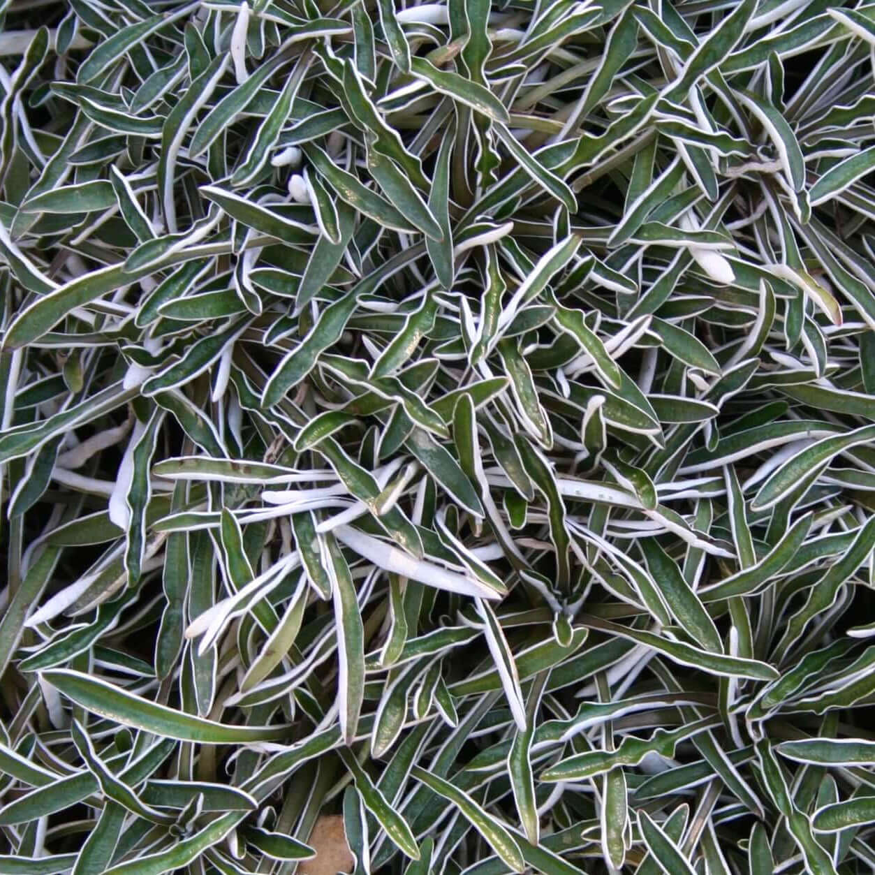 Silver Carpet Blumensamen zur Aussaat Landhaus Garten wichtig Traditionssorte & ohne Gentechnik Samen Hausgarten