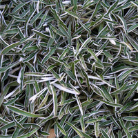 Silver Carpet Blumensamen zur Aussaat Landhaus Garten wichtig Traditionssorte & ohne Gentechnik Samen Hausgarten