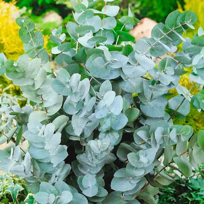 Silver Box Eucalyptus (Pruinosa) Silvery Blau-Grün Foliage Apple Box Smoke Baum Weiß-Gelb Blumensamen
