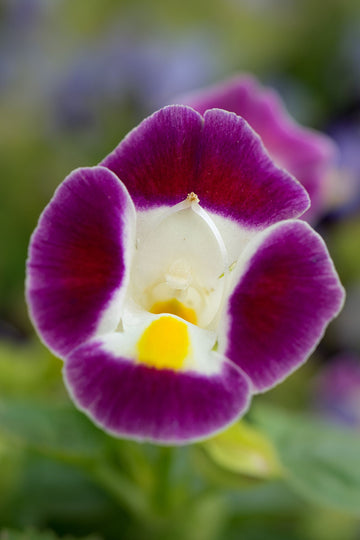 Gemischt Wishbone Blumensamen zur Aussaat – Landhaus Garten wichtig – Traditionssorte & ohne Gentechnik Samen Hausgarten