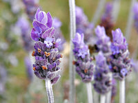 Lavendel Weihnachtskaktus Blumensamen zur Aussaat robust Sorte Traditionssorte & ohne Gentechnik Samen Hausgarten