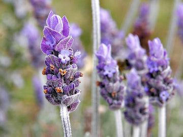 Lavendel Weihnachtskaktus Blumensamen zur Aussaat robust Sorte Traditionssorte & ohne Gentechnik Samen Hausgarten