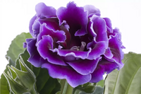 Traditionssorte Gloxinie mehrjährig Blumensamen zur Aussaat farbenfroh Schau Traditionssorte & ohne Gentechnik Samen Hausgarten