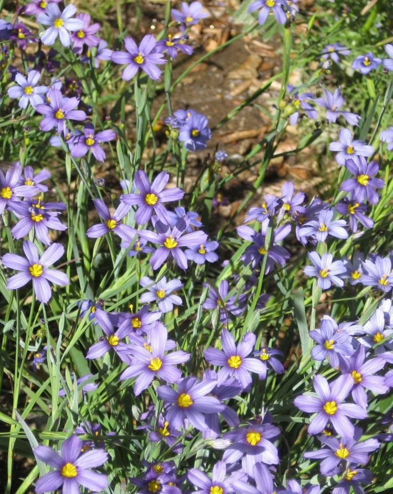 Sisyrinchium (sisyrinchium montanum) samen for anpflanzung in home garten