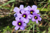 Sisyrinchium Blumensamen zur Aussaat pflegeleicht Traditionssorte & ohne Gentechnik Samen Hausgarten