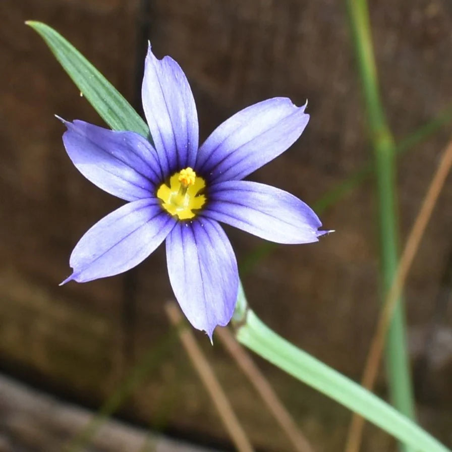 Sisyrinchium Blumensamen zur Aussaat pflegeleicht Traditionssorte & ohne Gentechnik Samen Hausgarten