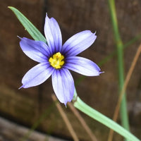 Sisyrinchium Blumensamen zur Aussaat pflegeleicht Traditionssorte & ohne Gentechnik Samen Hausgarten