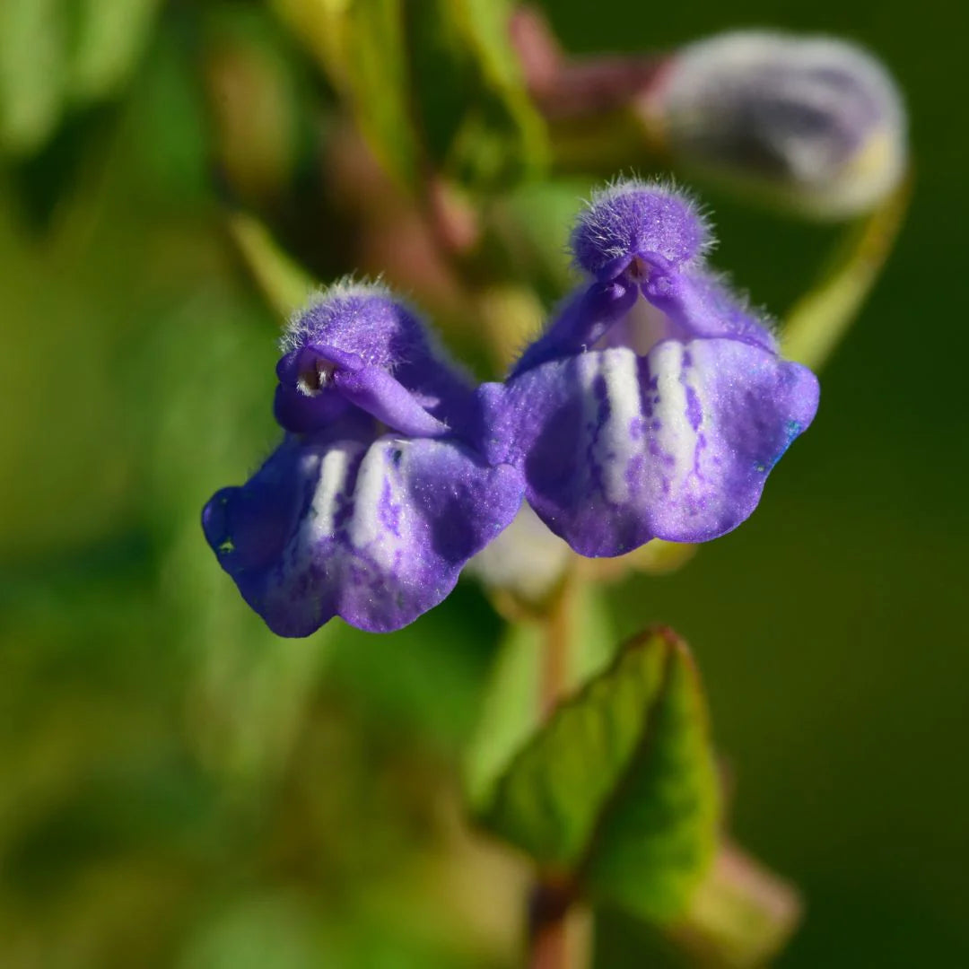 Lila Scutellaria Samen mehrjährig Aussaat