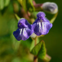 Lila Scutellaria Samen mehrjährig Aussaat