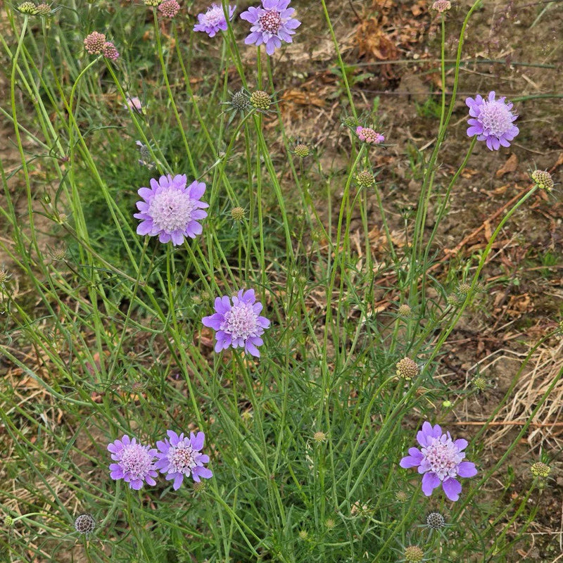 Scabious blume samen for anpflanzung - fragrant blossoms, heirloom & gmo free samen for home garten
 
 sale for anpflanzung in home garten
