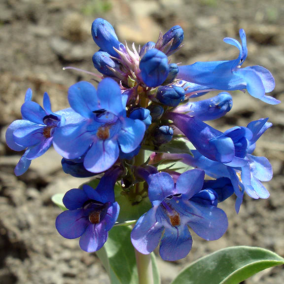 Blau Penstemon Blumensamen zur Aussaat