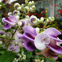 Non-gmo snail vine samen