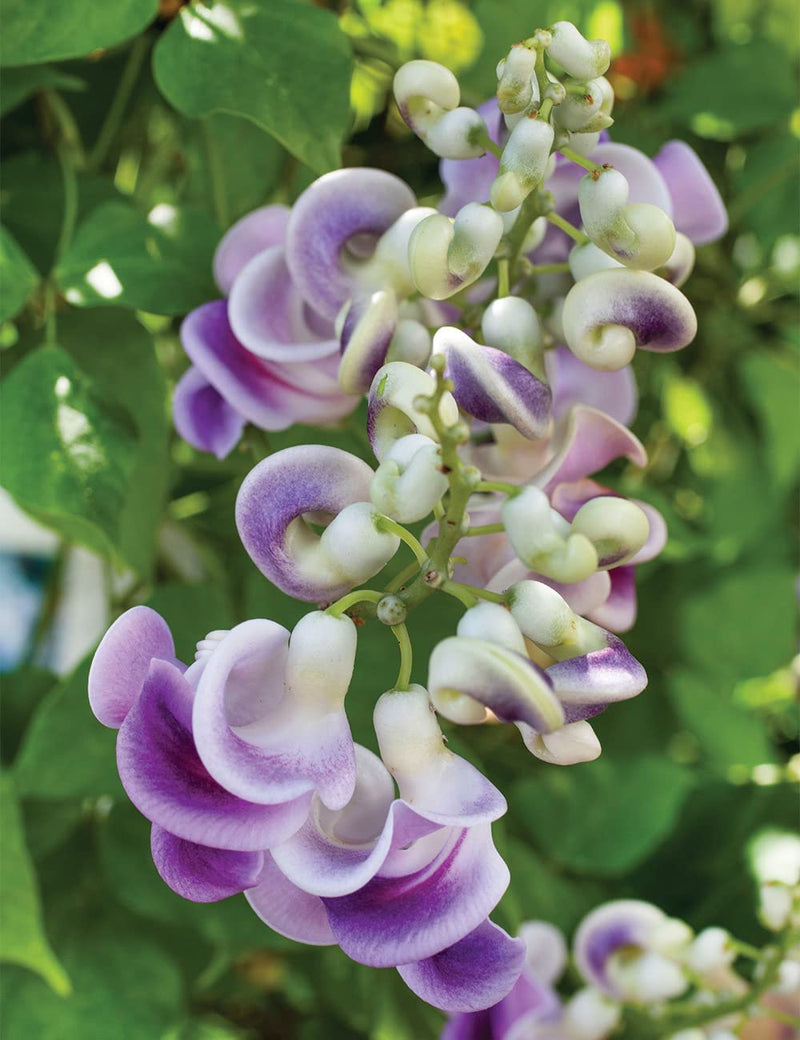 Vigna caracalla snail vine samen for anpflanzung