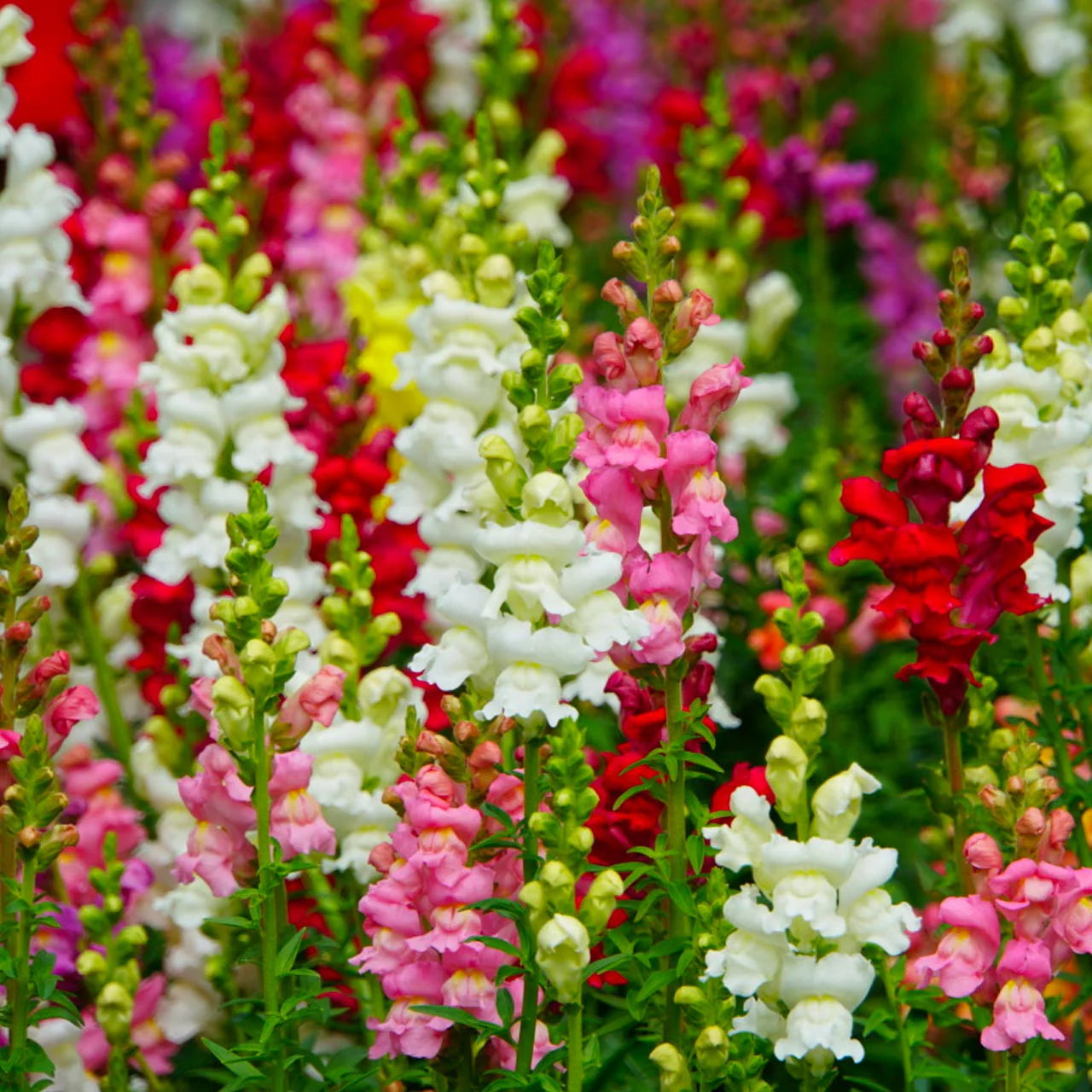 Antirrhinum Majus Blumensamen zur Aussaat Drought verträglich Traditionssorte & ohne Gentechnik Samen Hausgarten
