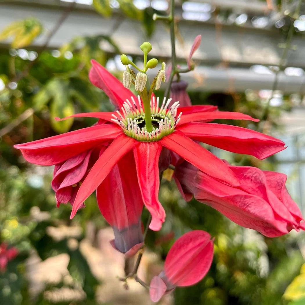 Rot Passiflora Blumensamen zur Aussaat – lang Blüte Saison – Traditionssorte & ohne Gentechnik Samen Hausgarten