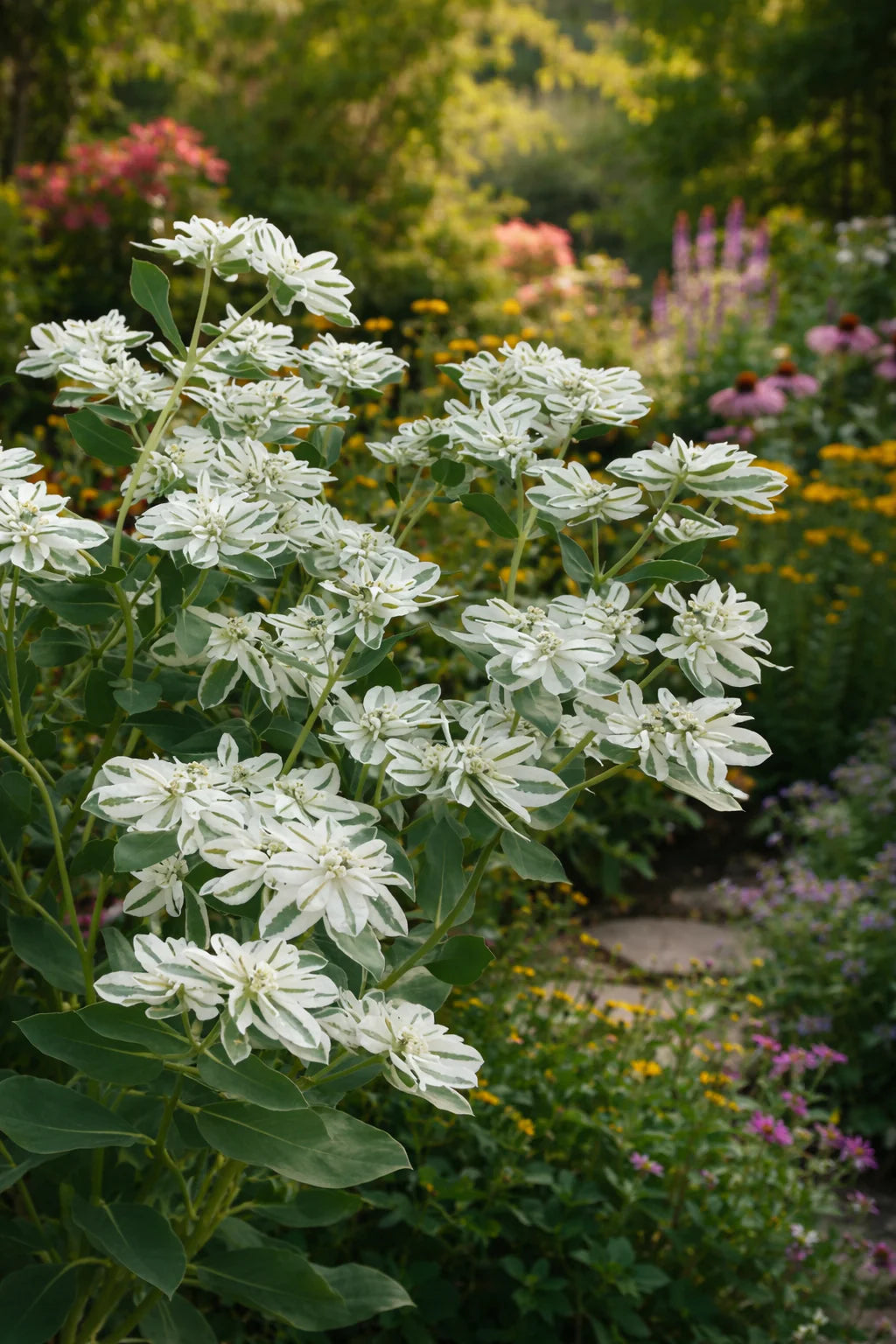 Weiß Euphorbia Marginata Landscaping – Samen leuchtend Greenery