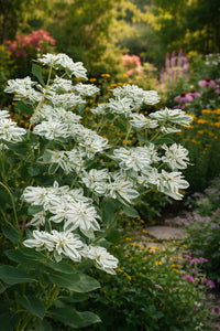 Weiß Euphorbia Marginata Landscaping – Samen leuchtend Greenery