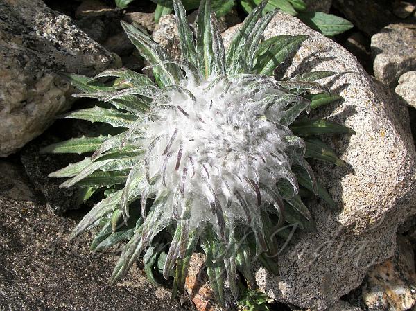 Saussurea Blumensamen zur Aussaat hochwertige Qualitäts- Traditionssorte & ohne Gentechnik Samen Hausgarten