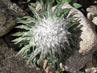 Saussurea Blumensamen zur Aussaat hochwertige Qualitäts- Traditionssorte & ohne Gentechnik Samen Hausgarten
