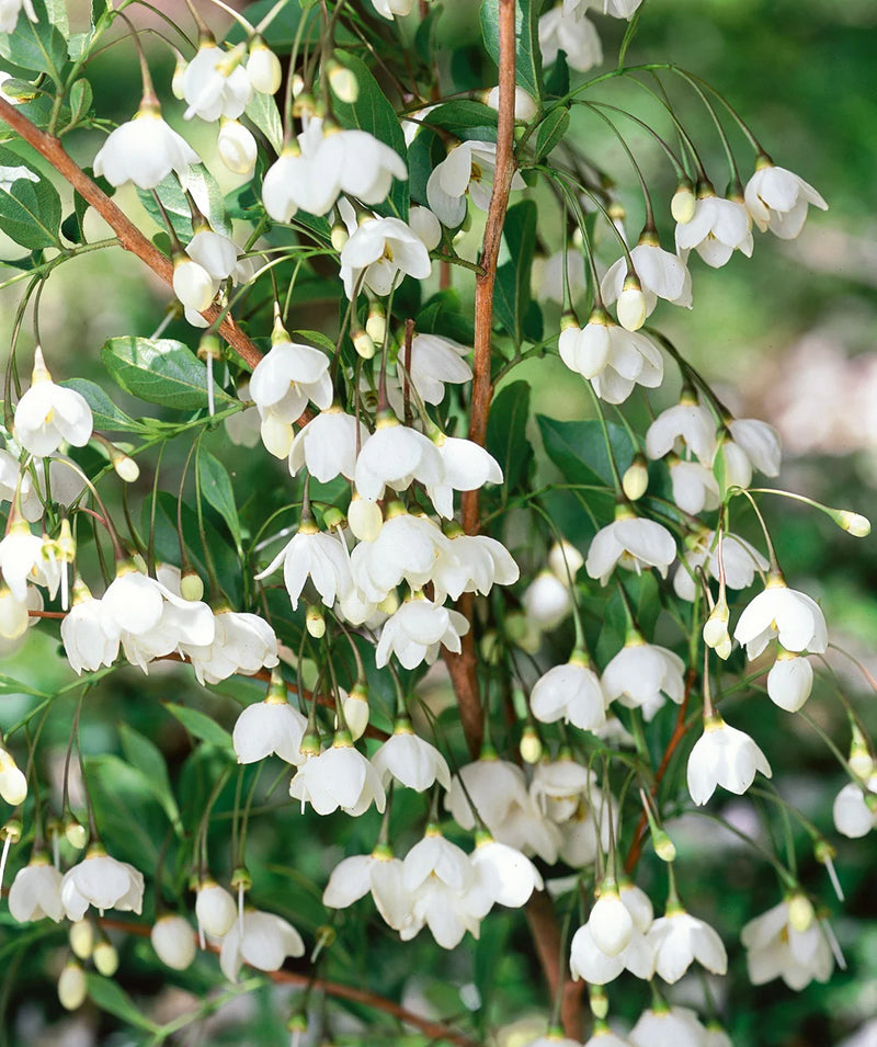 Guida alla semina dei semi di albero Snowbell