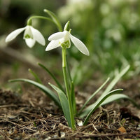 Weiß Snowbells Blumensamen zur Aussaat – Bestäuber freundlich – Traditionssorte & ohne Gentechnik Samen Hausgarten