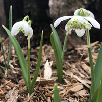 Weiß Snowdrop Blumensamen zur Aussaat – lang Blüte Saison – Traditionssorte & ohne Gentechnik Samen Hausgarten