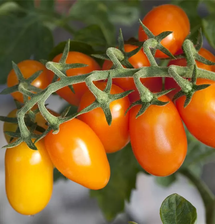 Orange Grape Tomate Samen zum Pflanzen