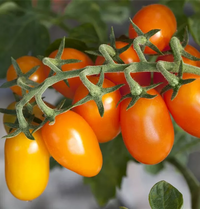 Orange Grape Tomate Samen zum Pflanzen