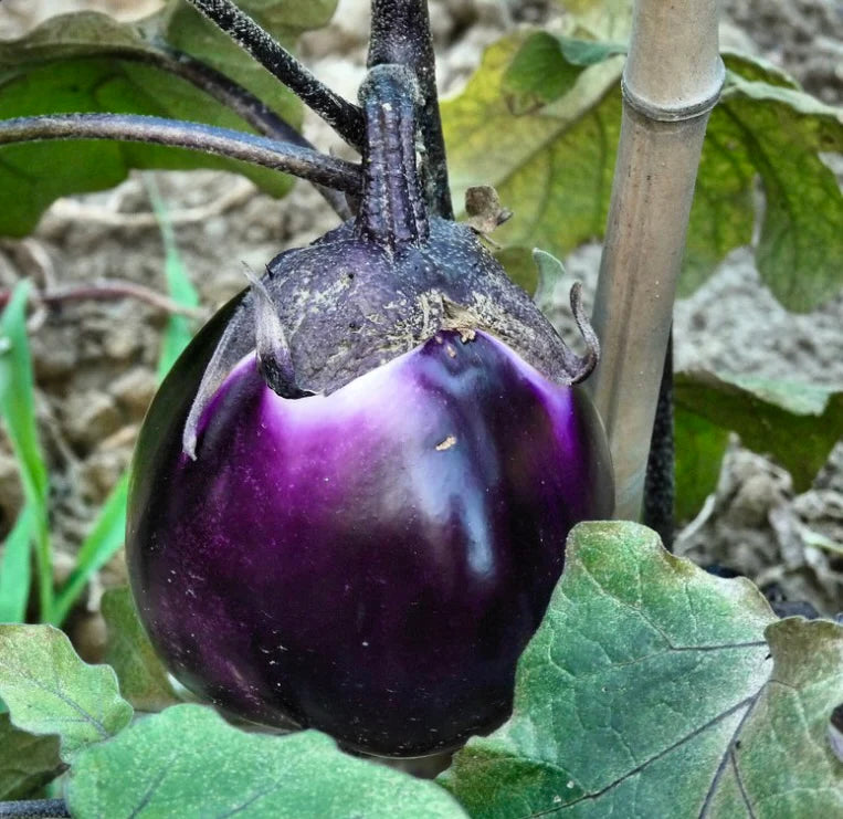 Violett Eggplant Gemüse Planting Samen
