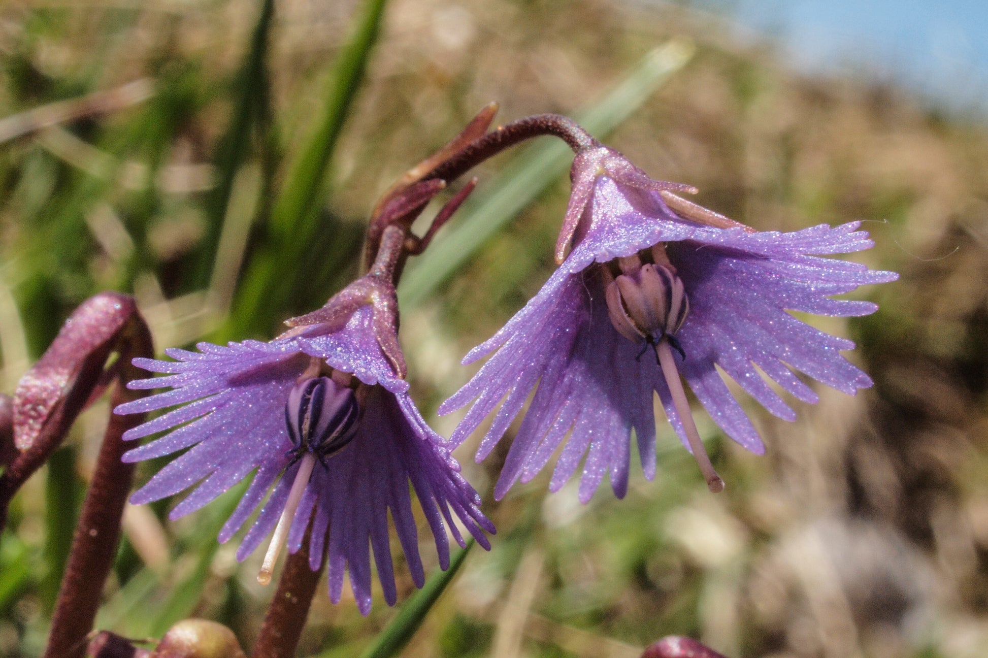 Violett Soldanella Alpina Samen Blumensamen zur Aussaat – sonnenliebend – Traditionssorte & ohne Gentechnik Samen Hausgarten