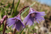 Violett Soldanella Alpina Samen Blumensamen zur Aussaat – sonnenliebend – Traditionssorte & ohne Gentechnik Samen Hausgarten