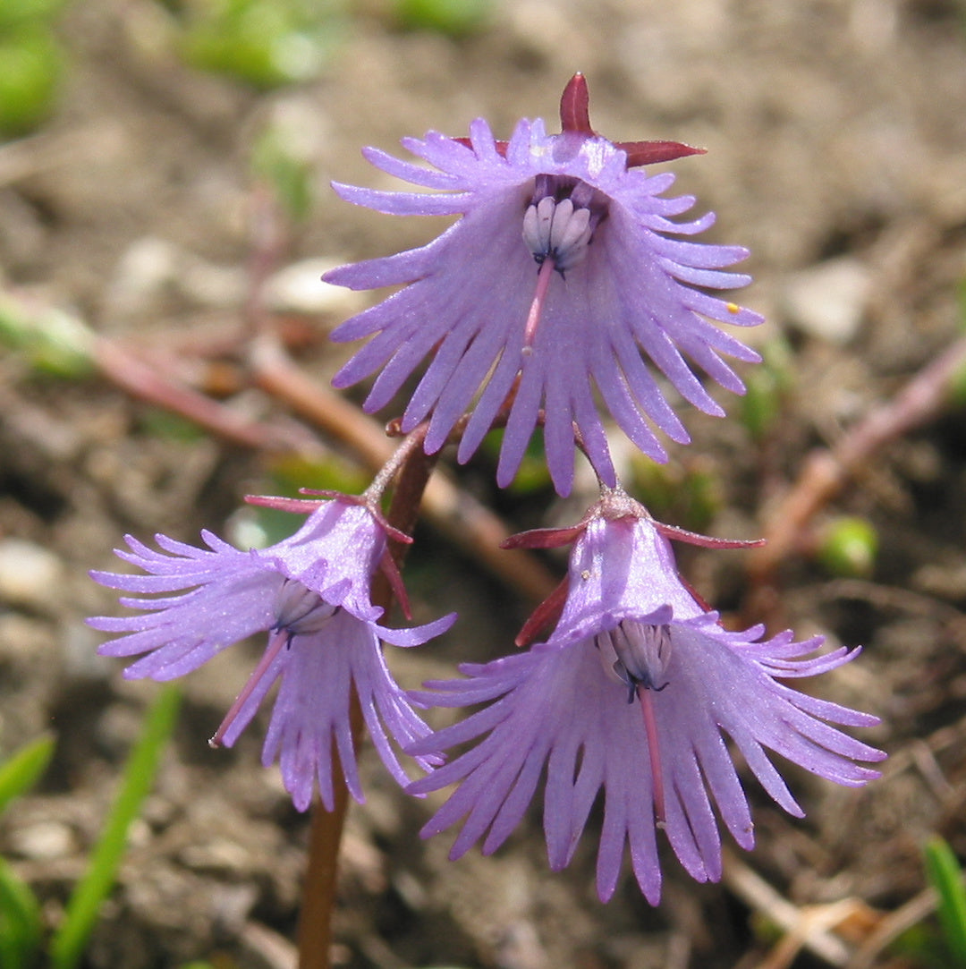 Violett Soldanella Alpina Samen Blumensamen zur Aussaat – sonnenliebend – Traditionssorte & ohne Gentechnik Samen Hausgarten