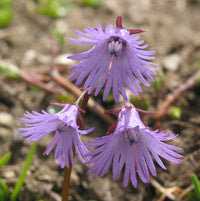 Violett Soldanella Alpina Samen Blumensamen zur Aussaat – sonnenliebend – Traditionssorte & ohne Gentechnik Samen Hausgarten