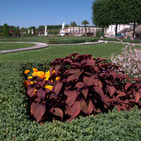Bordeaux Buntnessel Blumensamen zur Aussaat lang Blüte Saison Traditionssorte & ohne Gentechnik Samen Hausgarten