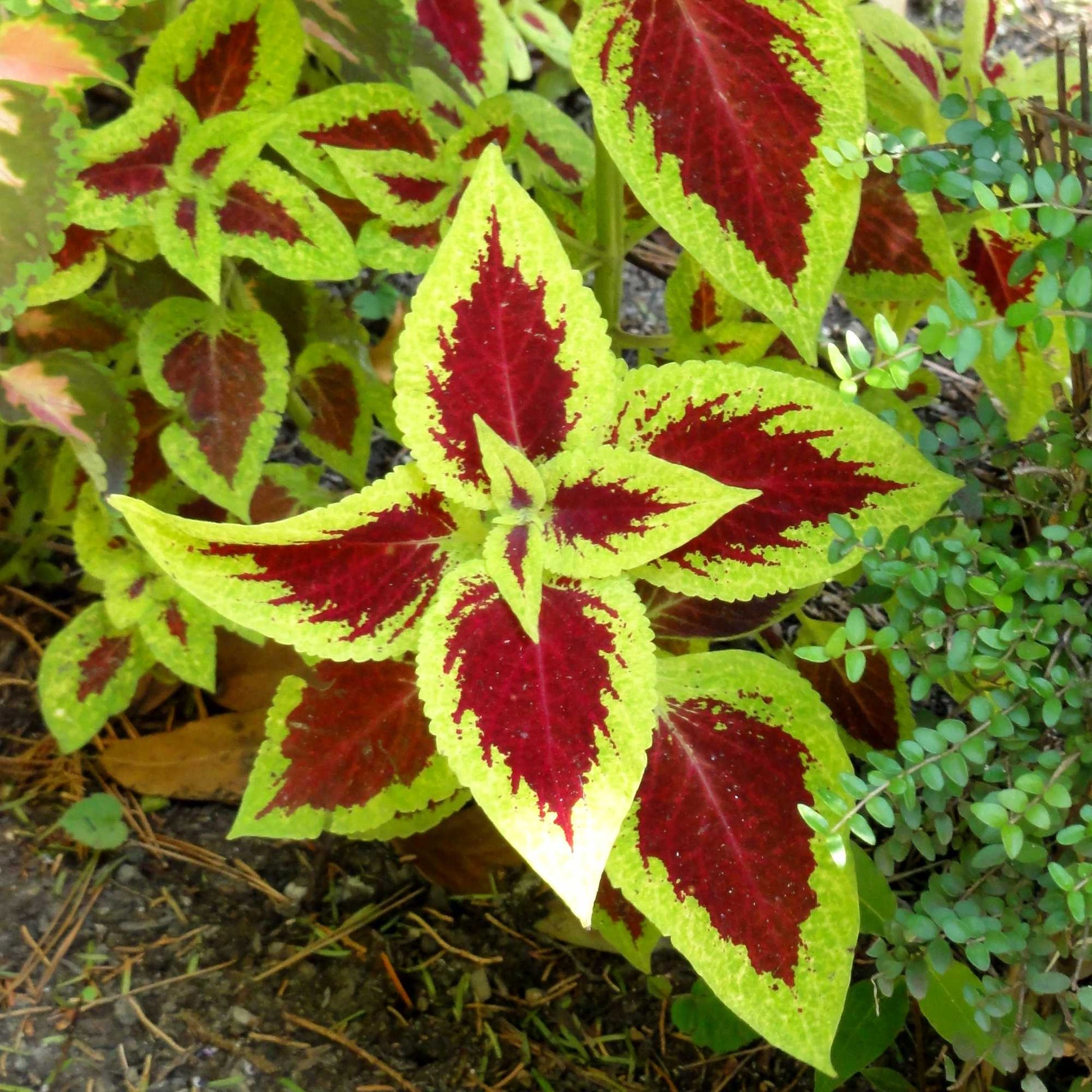 Hosta Buntnessel Blumensamen zur Aussaat – kompakt Wuchs – Traditionssorte & ohne Gentechnik Samen Hausgarten