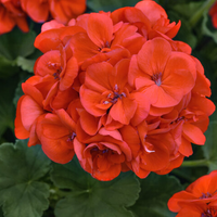 Orange Geranie Blumensamen zur Aussaat – leuchtend – Traditionssorte & ohne Gentechnik Samen Hausgarten