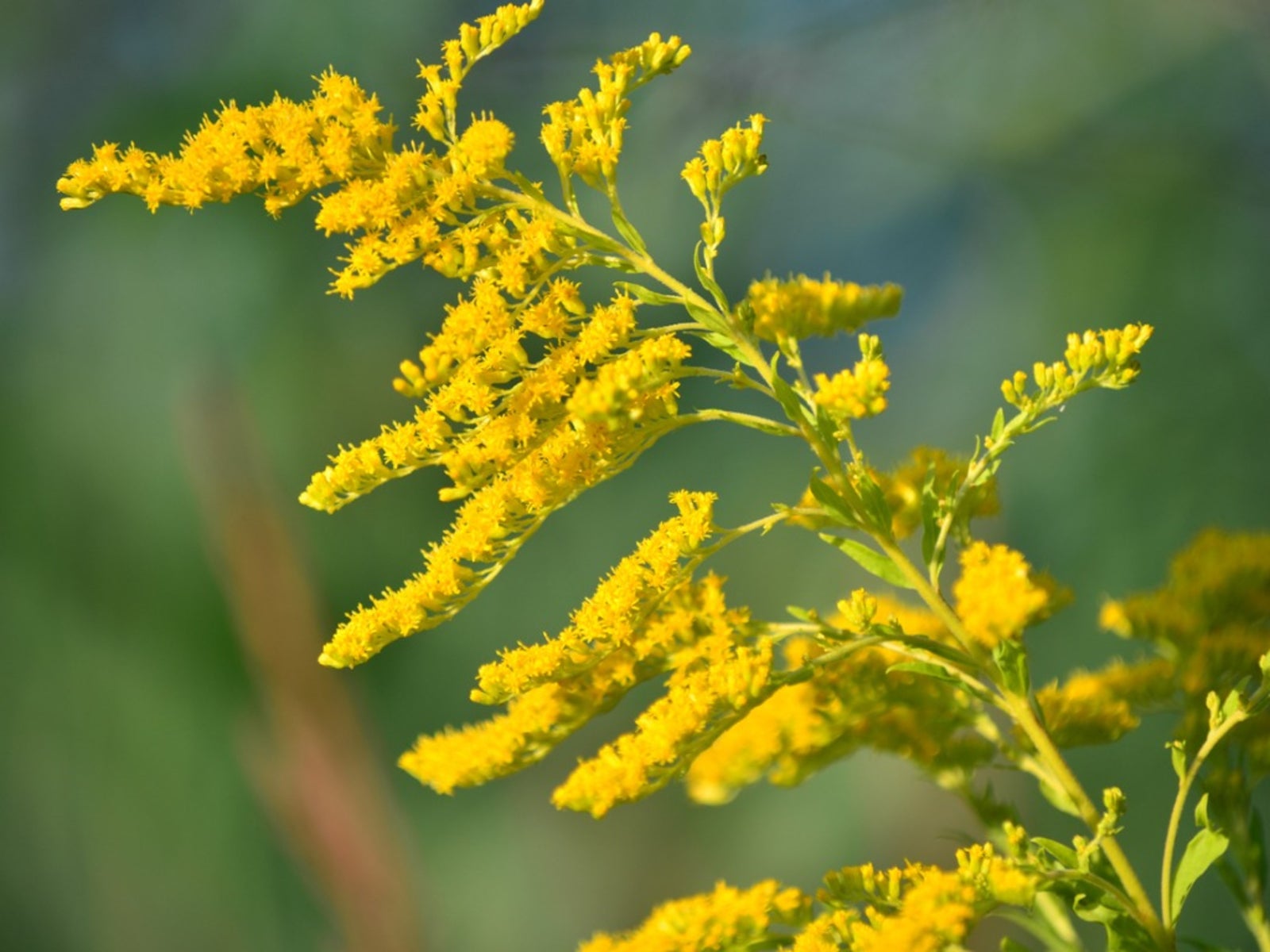 Non gmo solidago anpflanzung samen for gardeners
